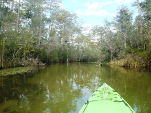 Paddle Florida Panhandle, Boiling Creek - Kayak, Canoe