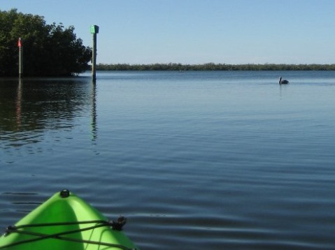 paddling sanibel Island, Ding Darling, Wildlife
