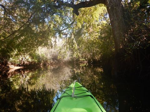 paddling Telegraph Creek, Great Calusa Blueway, kayak, canoe