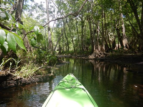 Black Water Creek, Seminole State Forest
