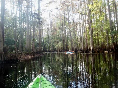 paddling Shingle Creek, Steffee Landing through cypress swamp