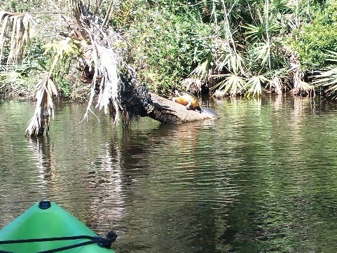 paddle St. Sebastian River, kayak, canoe