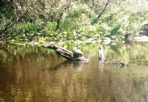 paddling Little Manatee River, wildlife, kayak, canoe