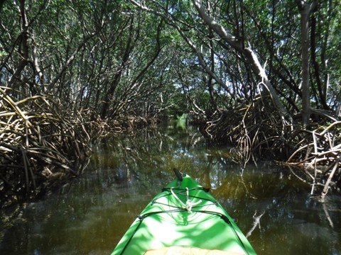 Paddle Weedon Island, West-Central Florida