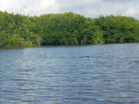 paddling Everglades, East River, kayak, canoe