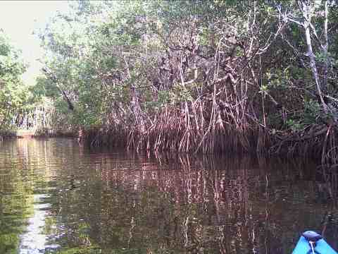 paddling Everglades, Blackwater Paddling Trail, kayak, canoe