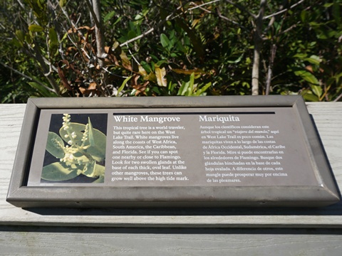 paddling Everglades, West Lake, kayak, canoe