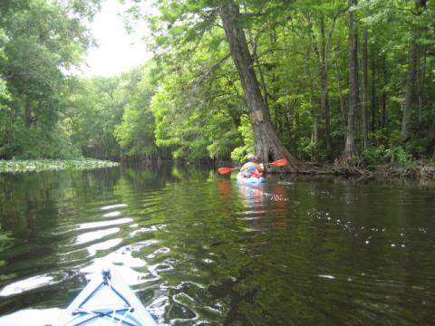 paddling Ocklawaha River, kayak, canoe