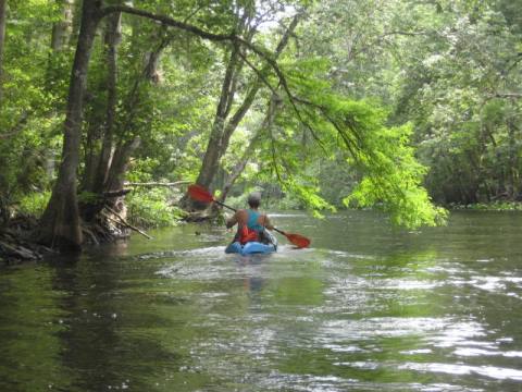 paddling Ocklawaha River, kayak, canoe