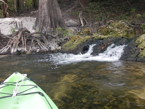 paddling Suwannee River State Park