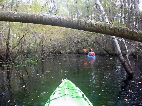 paddling Waccasassa River, kayak, canoe