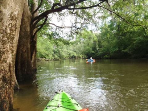 Paddle Florida Panhandle, Chipola River, Kayak, Canoe