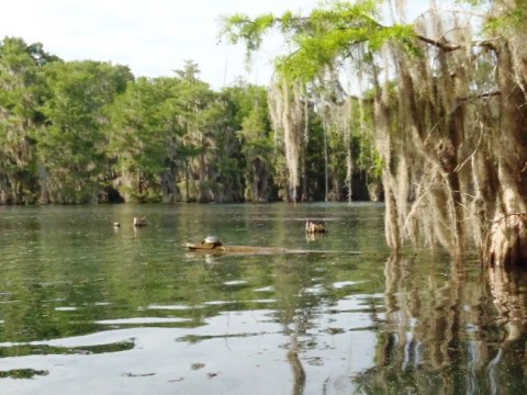 Paddle Florida Panhandle, Merritt's Mill Pond - Kayak, Canoe