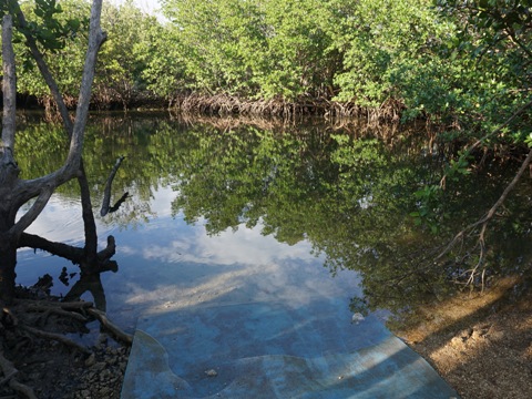 paddle Oleta River, south Florida
